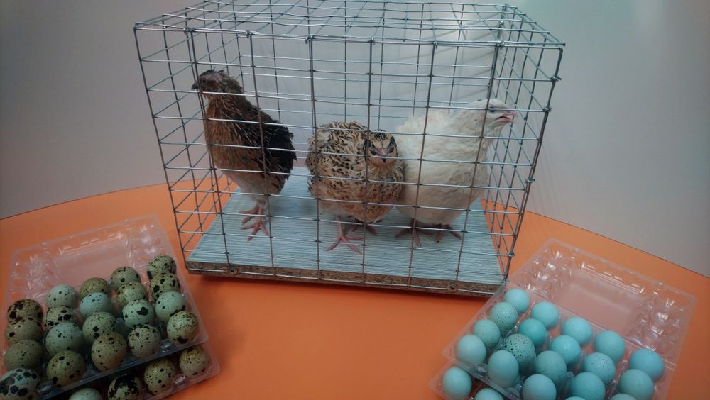 Інкубаційне  яйце  перепілок  Техас та Селадон. Перепілки Целадон.