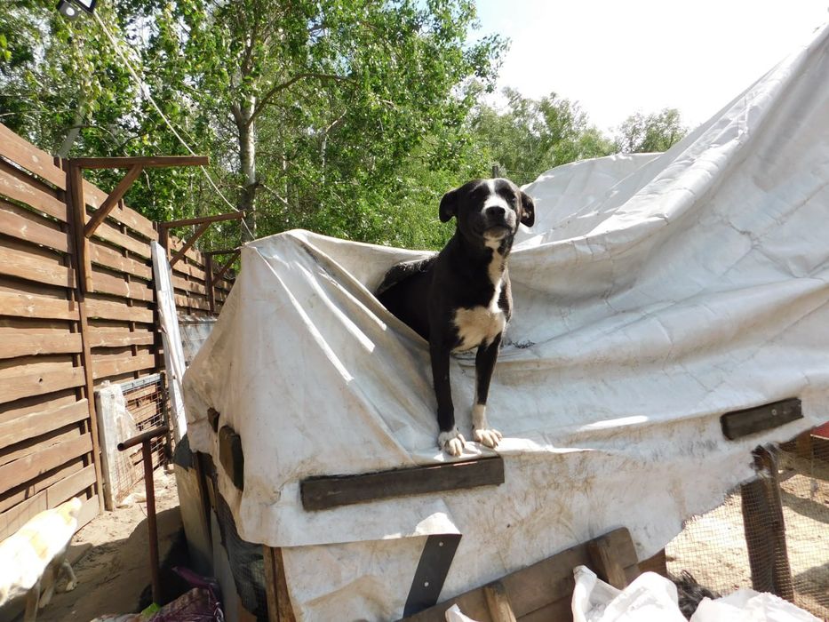 Прилаштовується гарний песик . Тайсон