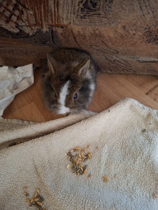 Sprzedam króliki miniaturki