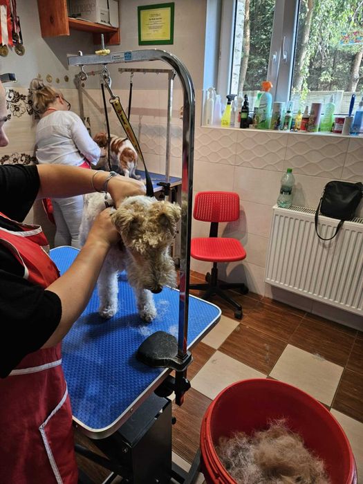 Kurs strzyżenia psów Kurs groomerski groomingu mamy psy do ćwiczeń