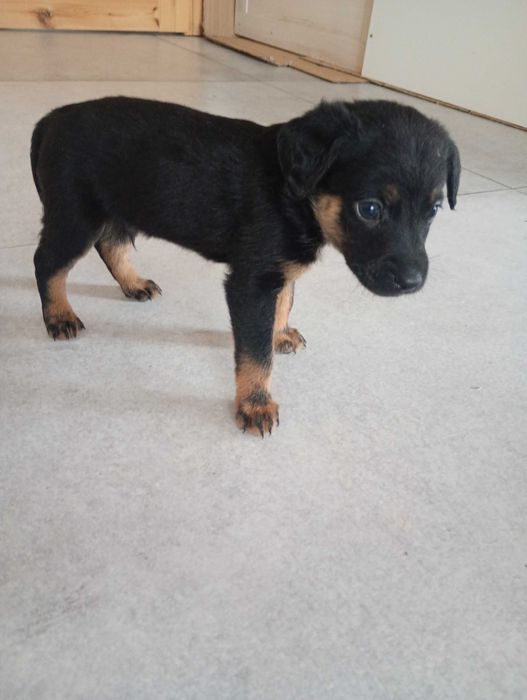 Oddam szczeniaka za darmo