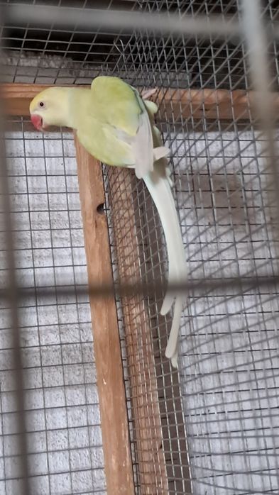 2 casais de ring necks