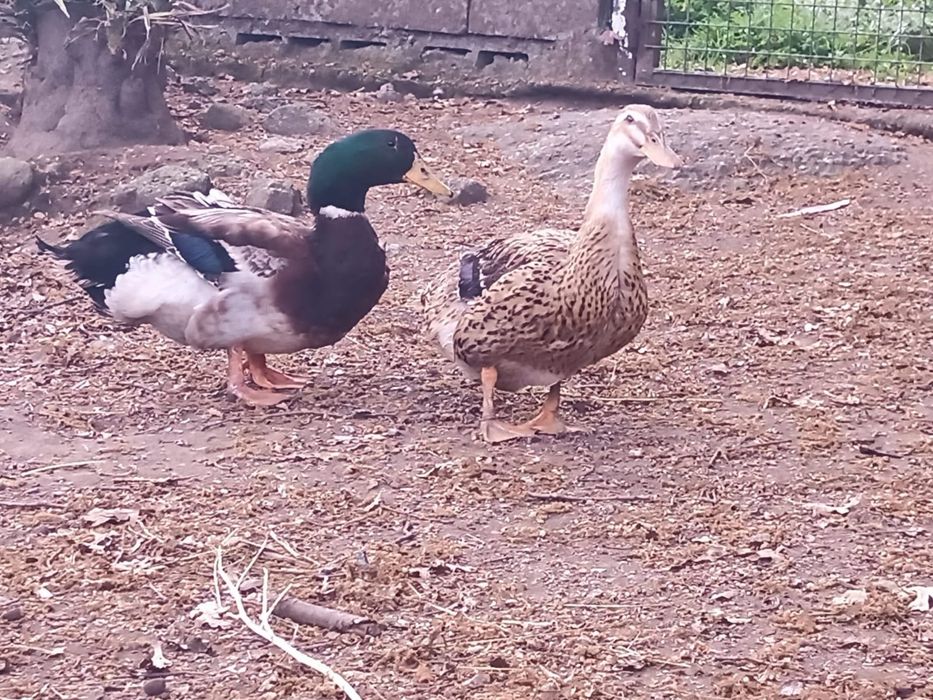 Patos Rouen adulos e jovens