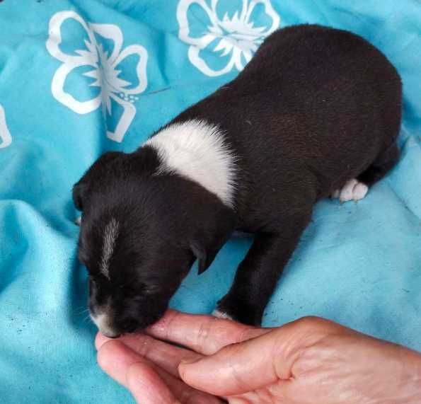 Цуценята безкоштовно