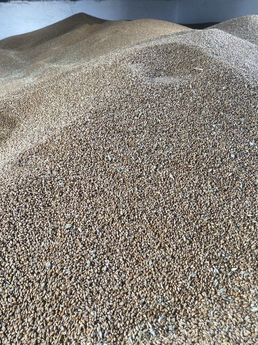 Pszenica 2025 luzem lub worek 50 ton