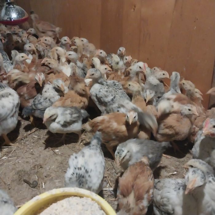 Підрощені курчата