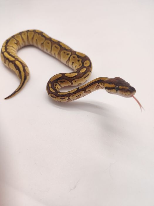 Wąż samica Maluch