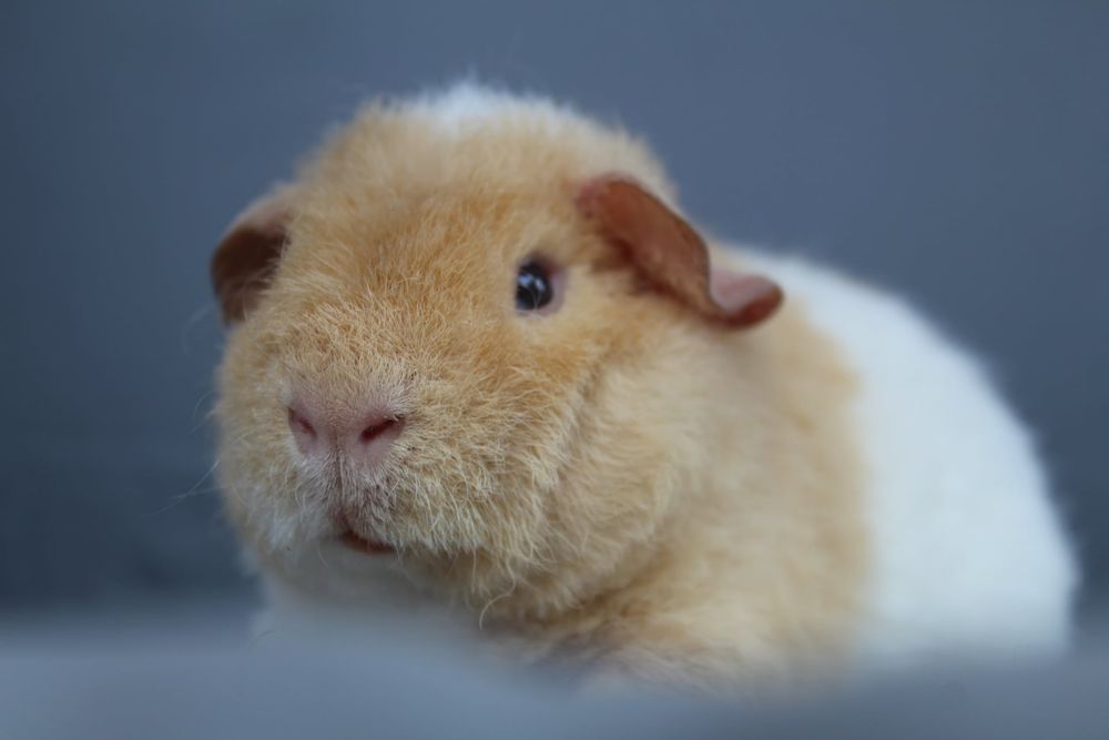 Us teddy świnki morskie,kawia domowa