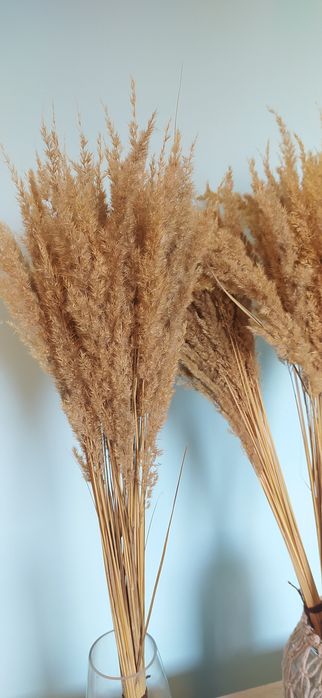 Trawa ozdobna naturalna Boho bukiet 30 sztuk 70 cm