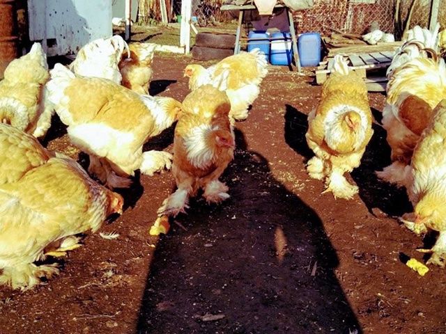 Інкубаційне яйце та курчата.Брама: біле золото, колумб. золото,лимонна