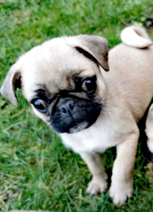 Mops suczka szczeniak