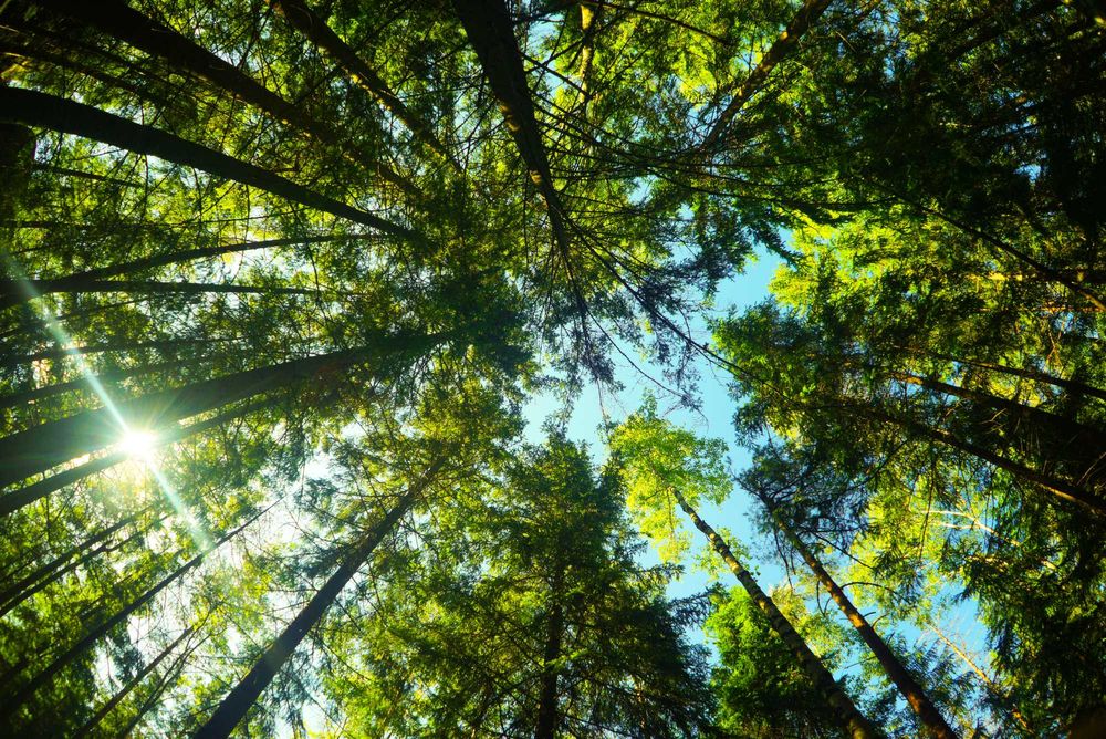 Продам Землю Карпаты Косовский район Ивано-Франковска область