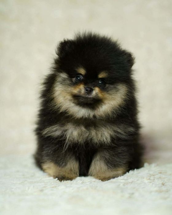 Pomeranian piesek