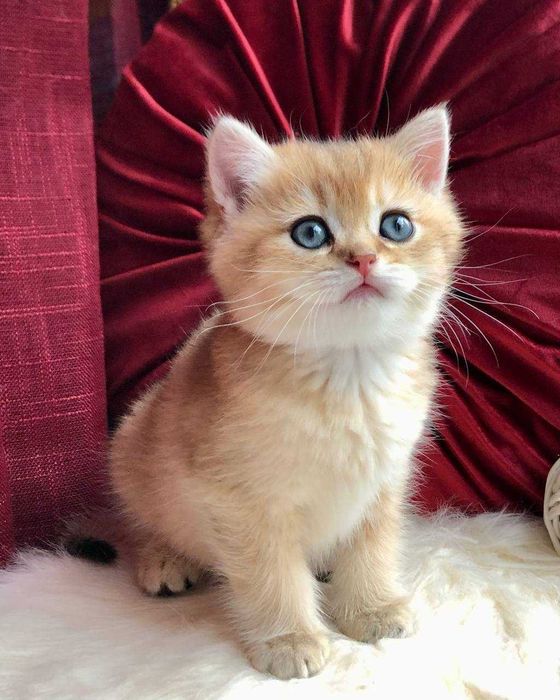 Золоті Британські хлопчики Каспер та Честер