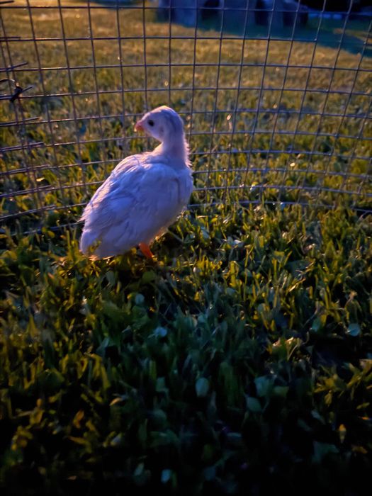 Kaczki jaja indycze kury Australorp kaczka gęsi perliczki