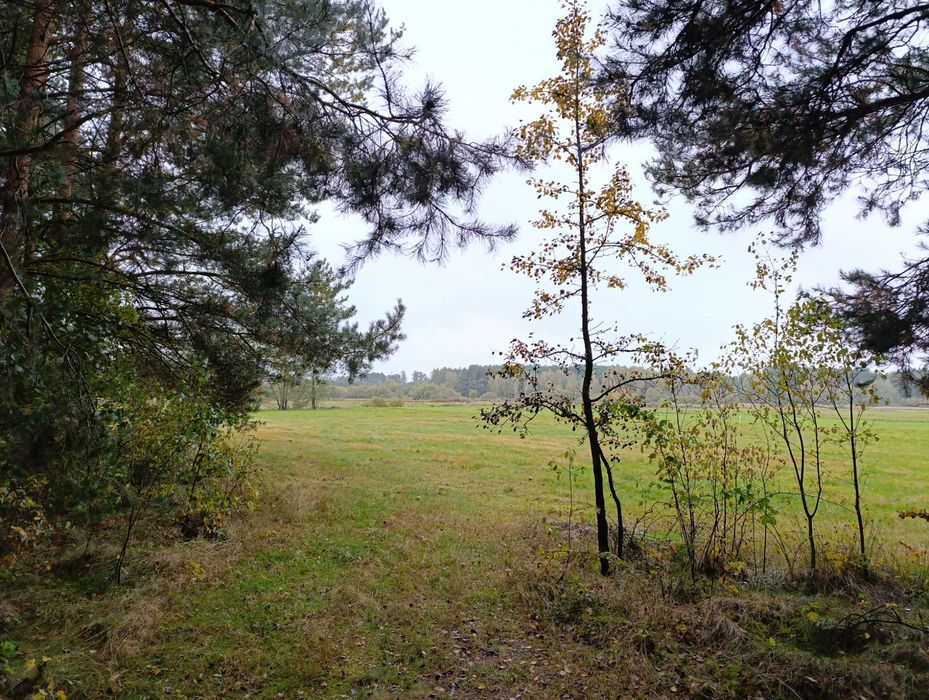 Działka budowlana 2ha + 1ha łąka Piaski gm. Koniecpol las spokój cisza