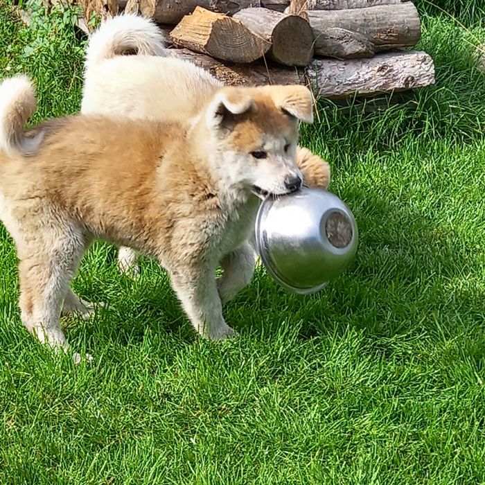 Akita Inu suczka FCI