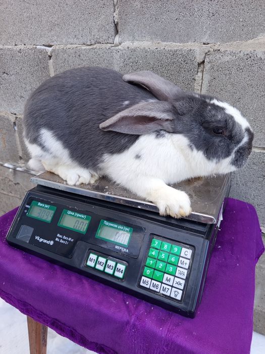 Кролі, кролиці, молодняк, тушки