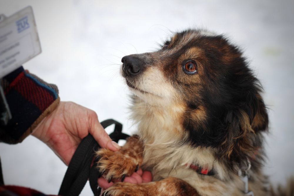 Mozil- pies do adopcji