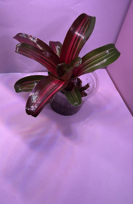 Neoregelia bromelia zoe terrarium