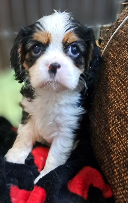 Chłopczyk tricolor Cavalier King Charles Spaniel