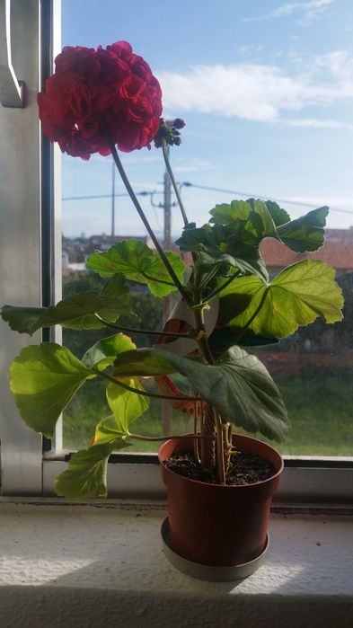 Flor Pelargonium Luna 5 Element