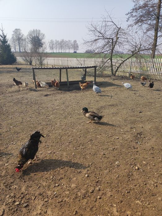 Sprzedam perliki perliczek niema kaczkę dwa kaczory koguty mieszane