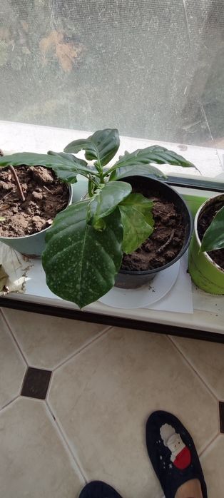 Рослина. Кава. Арабіка.