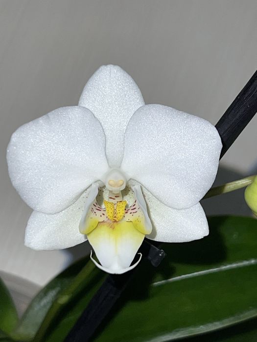 Орхидея. Фаленопсис. Попкорн.