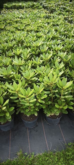 Rhododendron Różanecznik