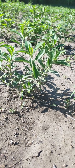 Рослина СТЕВІЯ ...