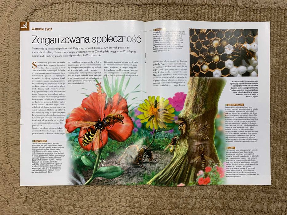 Prawdziwe owady i pajęczaki - gazetka nr 5 z kolekcji - szerszeń