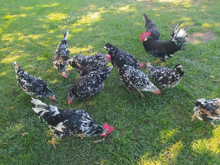 NOWOSC! Jaja  Leghorn Exchequer