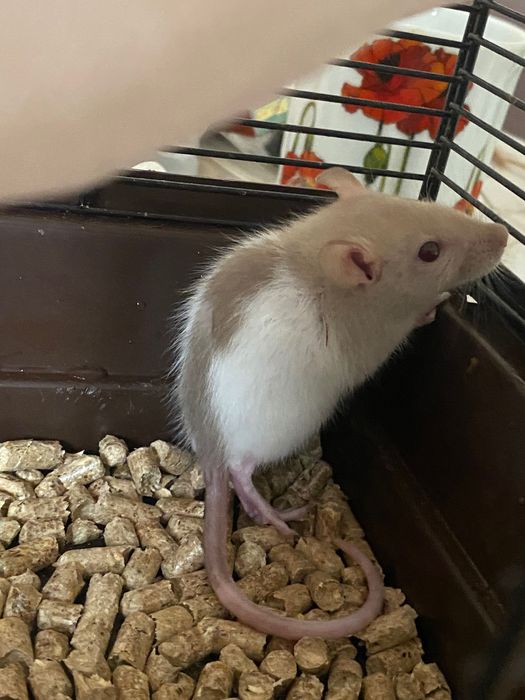 Пацюки декоративні