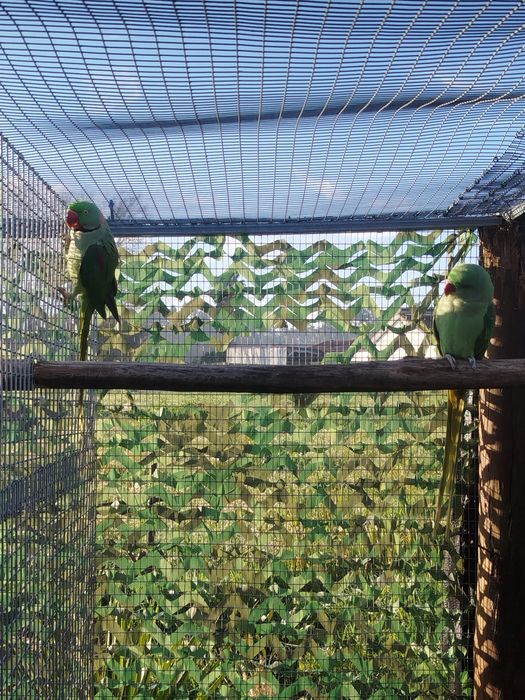 Grandes Alexandrinos