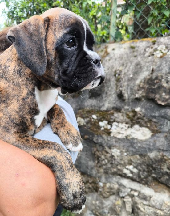 Disponível Macho Boxer