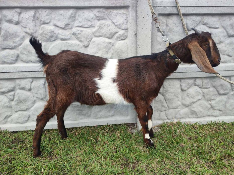 Нубійська коза, молода, породиста коза