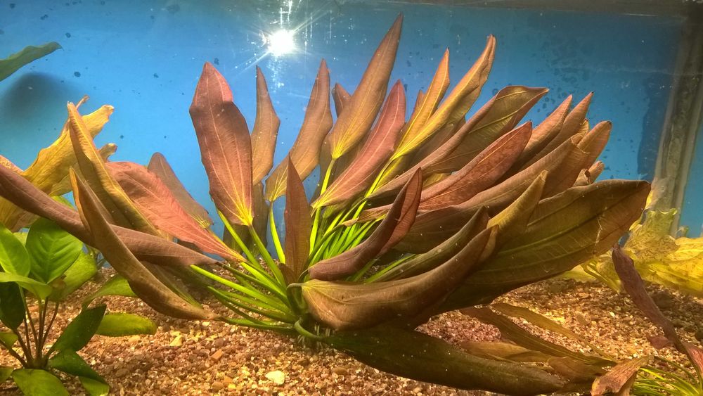 Эхинодорус Барта,