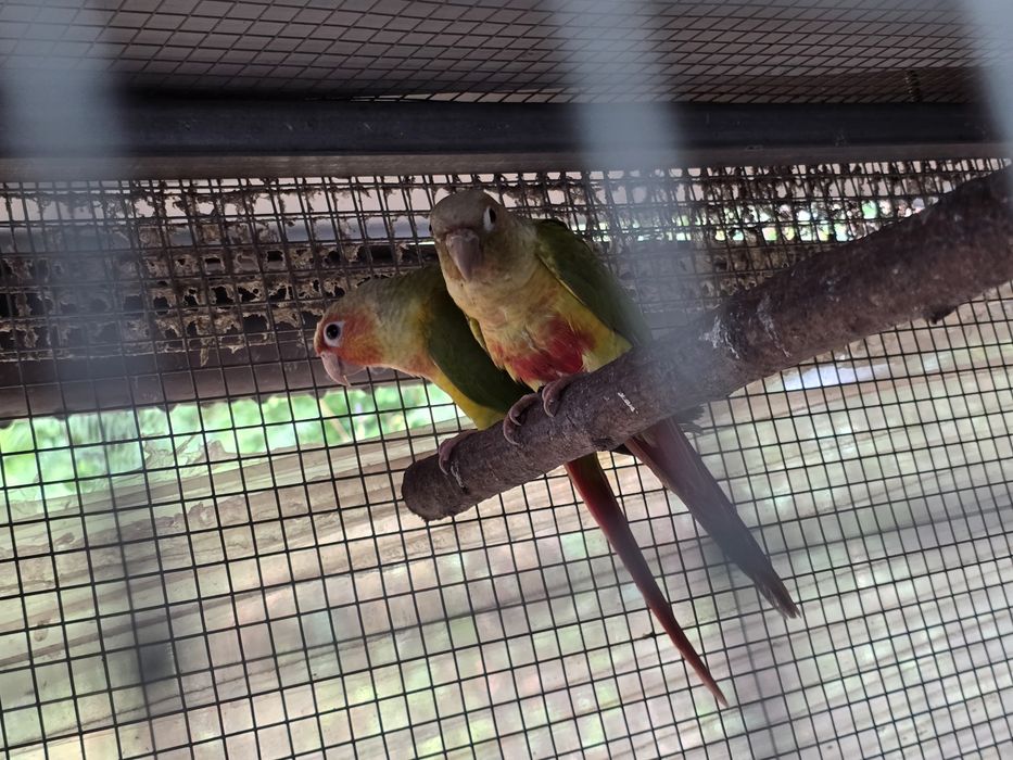 Aves passarinhos