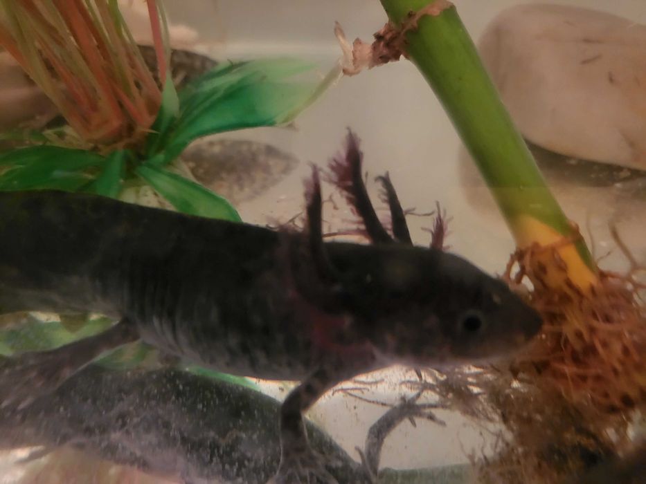 Axolote 15cm de pura beleza