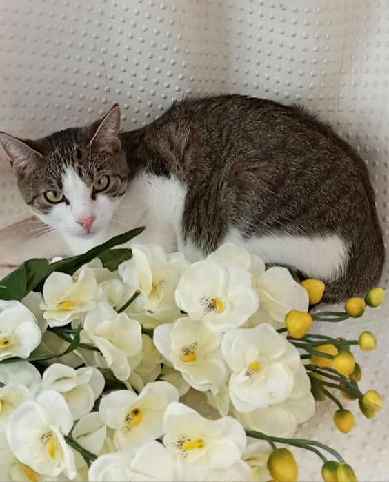 Cudowna kotka szuka domku