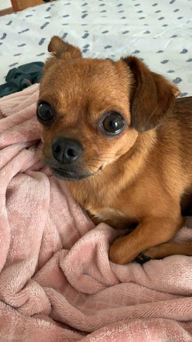 Alojamento familiar para animais / pet sitting / hotel para animais / banhos / tosas / passeios