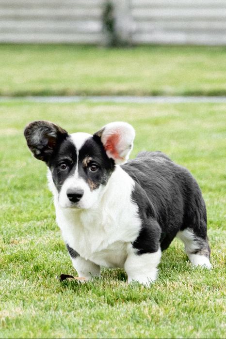 Вельш коргі кардиган FCI-UKU