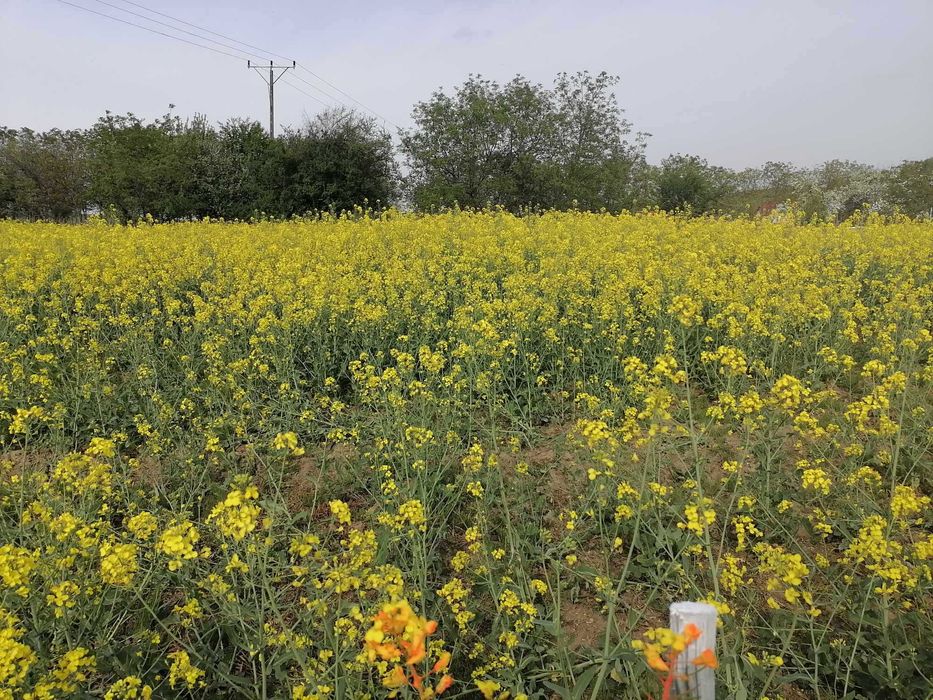 Działka budowlana o pow. 900m2 30 min od Wrocławia koło Strzelina