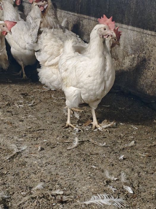 Продам курей-несучок з доставкою по замовленню.