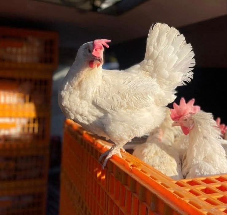 Кури для яйця. Опт та роздріб