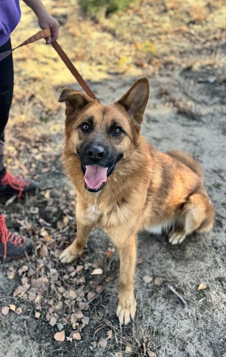 Fox - pies idealny do adopcji