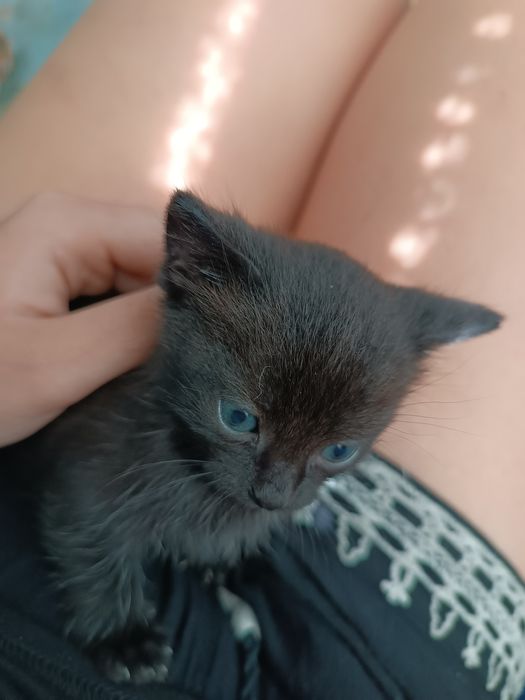 Віддамо котят у добрі руки