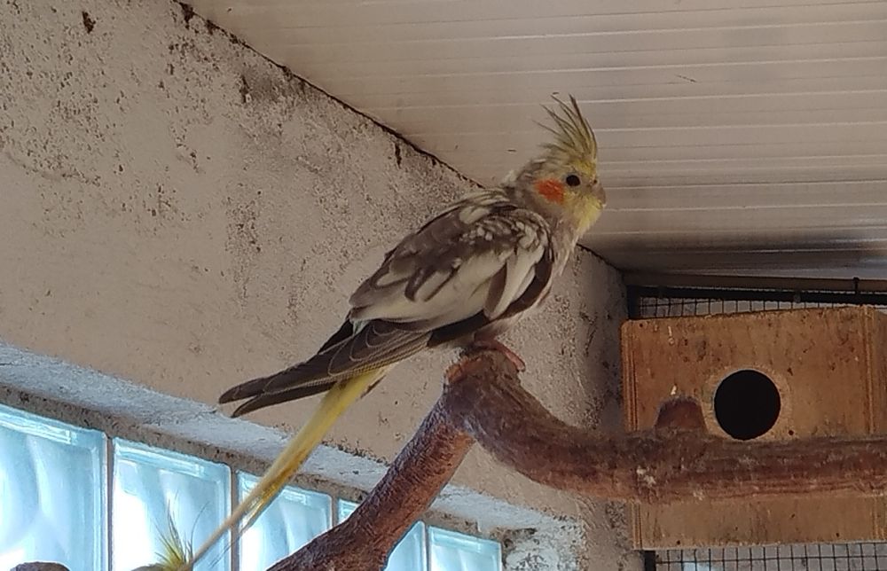 Vendo caturras deste ano