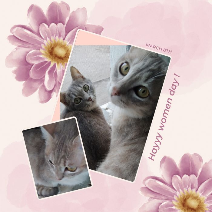 Подарим котят  два мальчика и одну девочку.